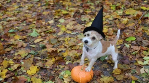 Jack Russell Terrier stands next to a pumpkin in a gloomy autumn forest Stock Footage 253061357