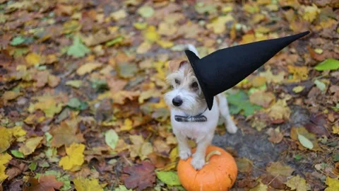 Jack Russell Terrier stands next to a pumpkin in a gloomy autumn forest Stock Footage 253061410