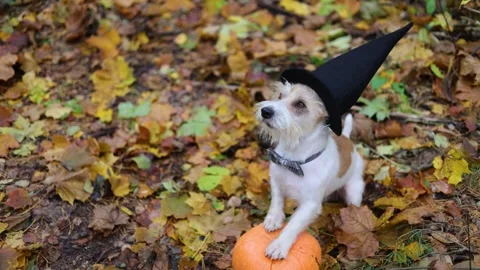 Jack Russell Terrier stands next to a pumpkin in a gloomy autumn forest Stock Footage 253061486