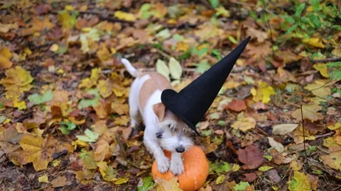Jack Russell Terrier stands next to a pumpkin in a gloomy autumn forest Stock Footage 253061559