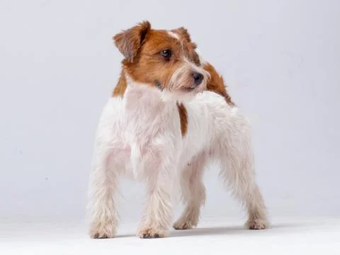 Jack Russell Terrier in studio Foto stock