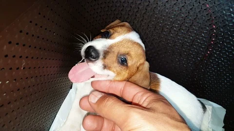 Jack Russell Terrier Two Months Old Puppy Being Petted Stock Footage 95221485