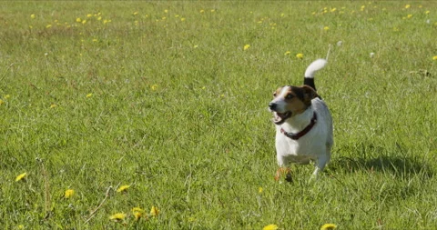 Jack Russell Terrier usually plays an orange ball on the grass 库存影片 131832730