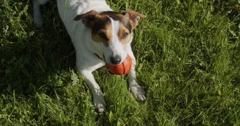 Jack Russell Terrier usually plays an orange ball on the grass 스톡 동영상 131832863