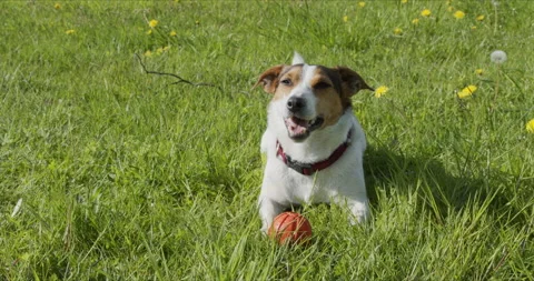 Jack Russell Terrier usually plays an orange ball on the grass Stock-Footage 131833636