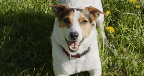 Jack Russell Terrier usually plays an orange ball on the grass Stock Footage 131834535