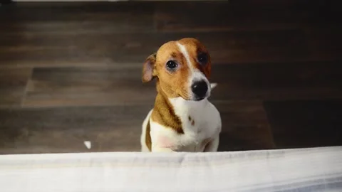 Jack Russell Terrier wags its tail and asks something from its owner. Little hun Stock Footage 169869598