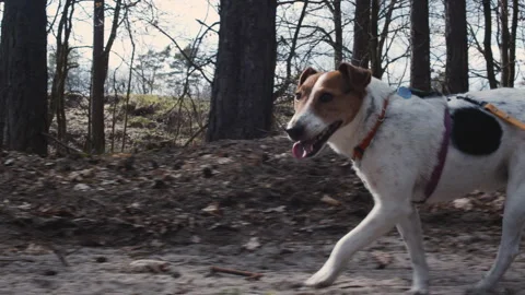  Jack Russell Terrier walking on a leash through a forest trail. Stock Footage 332662258