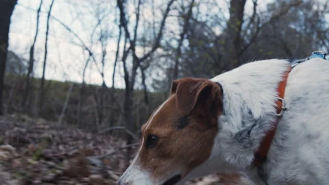 Jack Russell Terrier walking on a leash through a forest Stock Footage 332663970