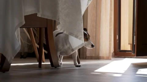 Jack Russell Terrier Walking by a Table Near a Door Stock Footage 306934703