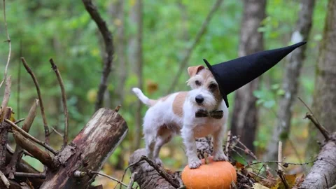 Jack Russell Terrier in a witch's hat stands on a pumpkin in the forest Stock Footage 253060382