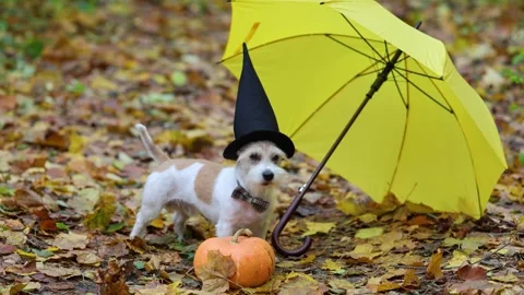 Jack Russell Terrier in a witch's hat. A dog on yellow leaves next to a pumpkin  Stock-Footage 253060429