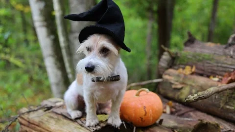 Jack Russell Terrier in a witch's hat stands on a pumpkin in the forest Stock Footage 253061624
