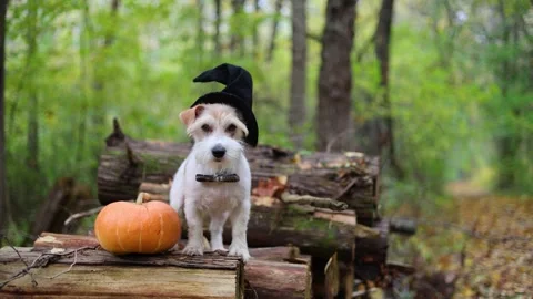 Jack Russell Terrier in a witch's hat stands on a pumpkin in the forest Stock Footage 253061792
