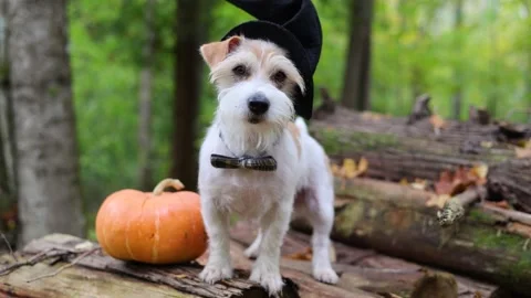 Jack Russell Terrier in a witch's hat stands on a pumpkin in the forest Stock Footage 253062100