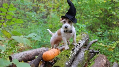 Jack Russell Terrier in a witch's hat stands on a pumpkin in the forest Stock Footage 253062495