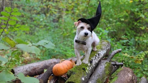 Jack Russell Terrier in a witch's hat stands on a pumpkin in the forest Stock Footage 253062710