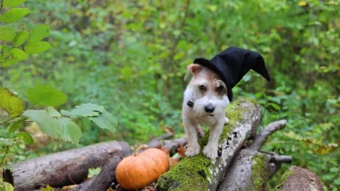 Jack Russell Terrier in a witch's hat stands on a pumpkin in the forest Stock Footage 253063107