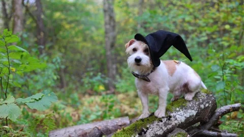 Jack Russell Terrier in a witch's hat stands on a pumpkin in the forest Stock Footage 253063258