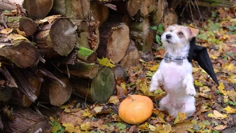 Jack Russell Terrier in a witch's hat stands on a pumpkin in the forest Stock Footage 253063515