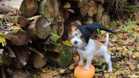 Jack Russell Terrier in a witch's hat stands on a pumpkin in the forest Stock Footage 253063770