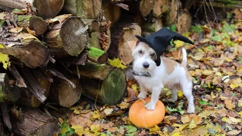 Jack Russell Terrier in a witch's hat stands on a pumpkin in the forest Stock Footage 253064002