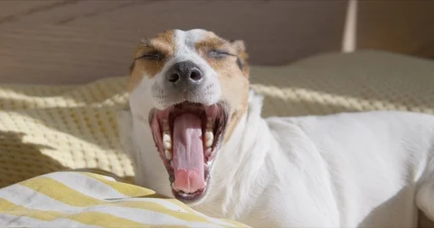Jack russell terrier yawning while laying on pillow at home in bed Stock Footage 127291330