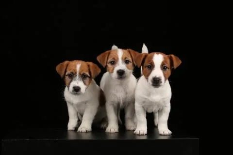 Jack russell terriers looking into the camera. Black background Stock Photos