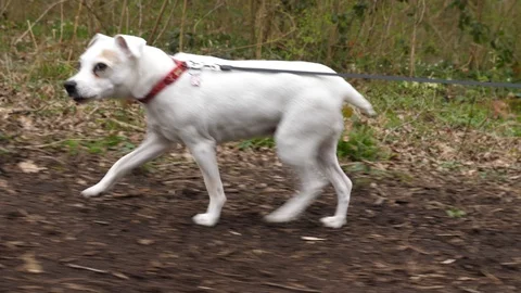 Jack Russell on a walk 動画素材 127601999