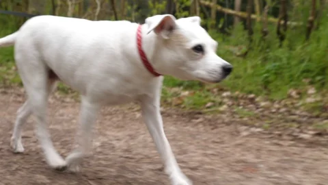 Jack Russell on a walk 動画素材 127602222