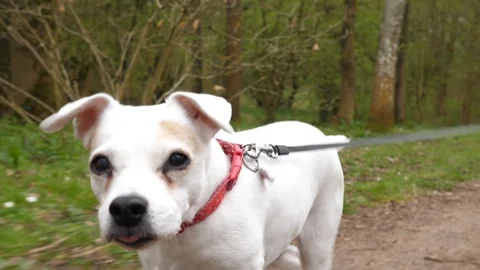 Jack Russell on a walk Stock Footage 127602256