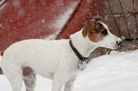 Jack snow Stock Photos