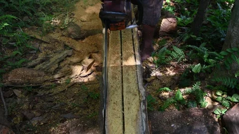 A Jack trunk is being cut by a chainsaw to get wood to make the door frames Video stock 247998095
