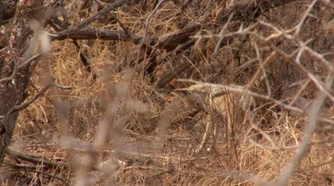 Jackal 1 Stock Footage 46384409