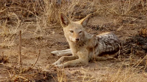 Jackal 2 Stock Footage 46384507