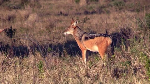Jackal in African bush Video stock 71269832