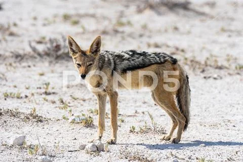 A Jackal In The African Savanna Stock Photos