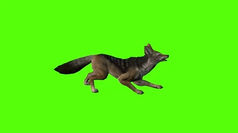 Jackal Alert Green Screen Animation 4K Rendering Vídeos de archivo 281392779