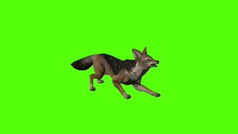 Jackal Alert Green Screen Animation 4K Rendering 動画素材 281392784