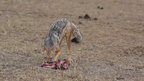 Jackal And Skull Video stock 71018287