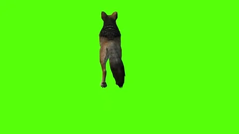 Jackal Attack Forward Green Screen Animation 4K Rendering Stockbeeldmateriaal 281392823