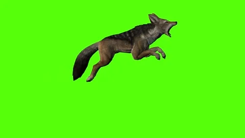 Jackal Attack Forward Green Screen Animation 4K Rendering Stock Footage 281392839