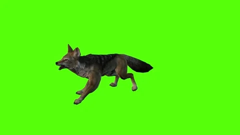 Jackal Attack Green Screen Animation 4K Rendering Stock Footage 281392816