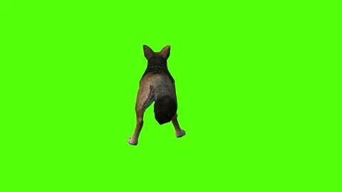 Jackal Bite Green Screen Animation 4K Rendering Stock Footage 281392860