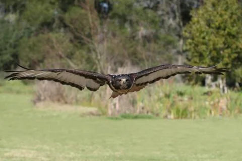 Jackal Buzzard Bird Stock Photos