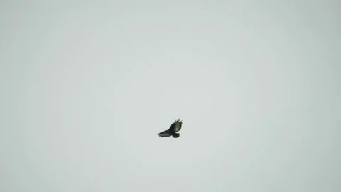 Jackal Buzzard (Eagle) - Buteo rufofuscus Stock Footage 148936526