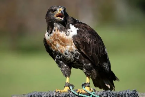 Jackal Buzzard Raptor Foto stock