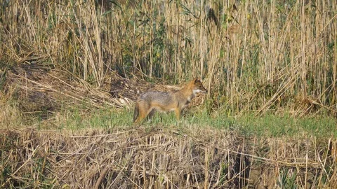 Jackal came out Stock Footage 121749893
