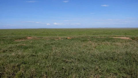 Jackal Caught Prey And Holds It In His Teeth In African Green Plain Stock Footage 111996090