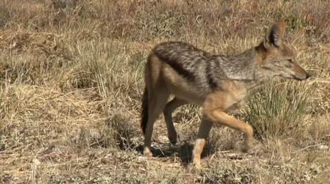 Jackal close up Stock Footage 12132974